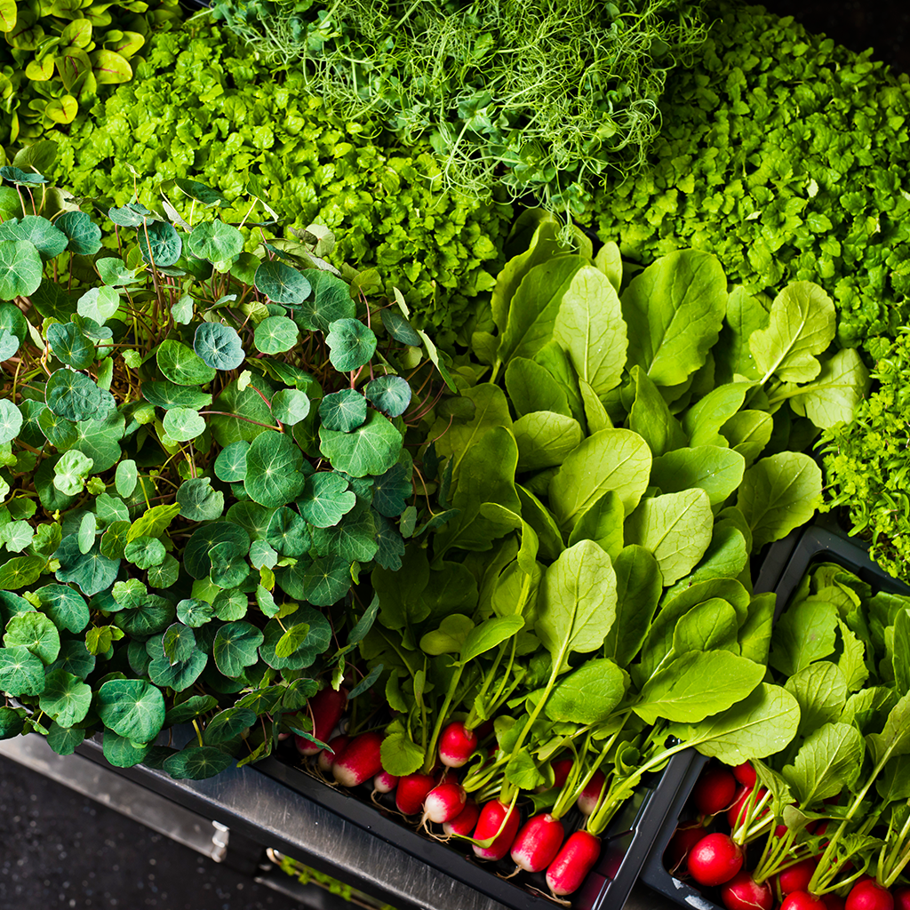 Fresh produce Radish herbs The Art School